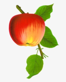 Stock Apple Image - Apple, HD Png Download, Free Download
