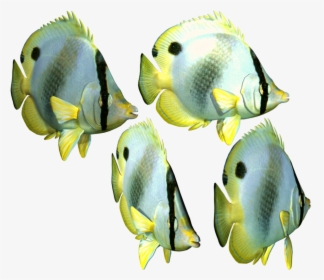 Fishes In Sea Png, Transparent Png, Free Download