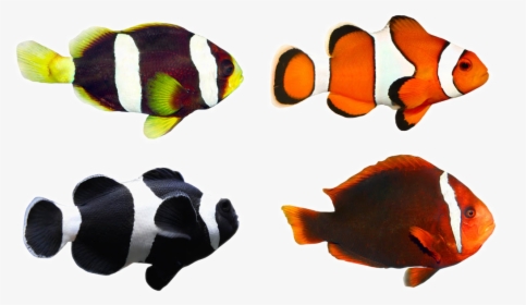 Clownfish Tropical Fish Coral Reef Fish - Coral Reef Fish Clipart, HD Png Download, Free Download