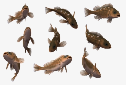 Tropical Fish 3d Computer Graphics Wallpaper - Fishes Png, Transparent Png, Free Download