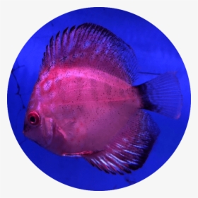 Deep Sea Fish, HD Png Download, Free Download