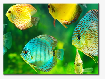 Aquarium Discus Fish, HD Png Download, Free Download