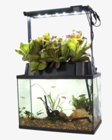 Pictures Some Of The Most Beautiful Fish - Aquaponics Kit, HD Png Download, Free Download