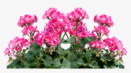 Geranium, Balkonblumen, Summer, Balcony Plant, Flower - Geranium Plant Png, Transparent Png, Free Download