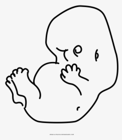 Fetus Coloring Page - Line Art, HD Png Download, Free Download