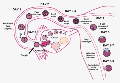 Fertilization Process, HD Png Download, Free Download