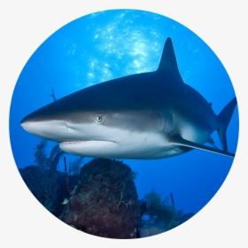 Hungry Shark World Oceana, HD Png Download, Free Download