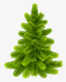 Photos Of Clip Art Pine Trees Medium Size - Portable Network Graphics, HD Png Download, Free Download