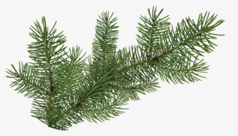 Pine Tree Branch - Pine Branch Graphics, HD Png Download, Free Download