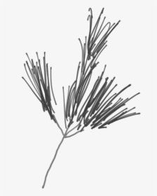 Sketch Of A White Pine Branch - Western Yellow Pine, HD Png Download, Free Download