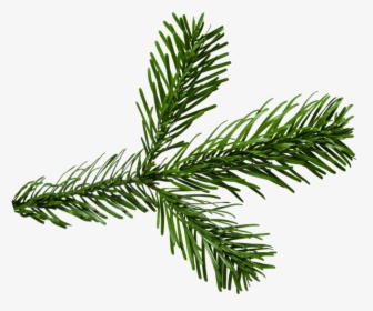 Png Pine Branch - Branch Fir Png, Transparent Png, Free Download