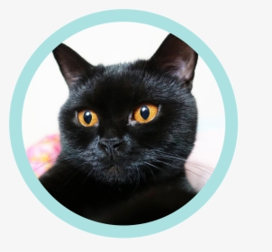 Transparent Cool Cat Png - Black Cat, Png Download, Free Download