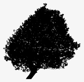 Lonely Tree Silhouette 2 Minus Ground - Oak Tree, HD Png Download, Free Download