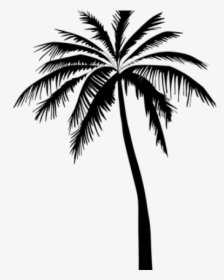 Coconut Tree Vector Png, Transparent Png, Free Download