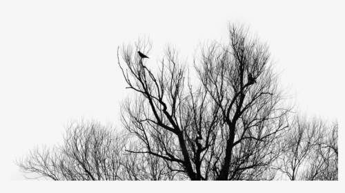 Tree, Birds, Silhouette, Foreground, Isolated - Black Foreground Png, Transparent Png, Free Download