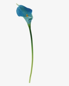 Calla Lilies Flowers Png Photo Background - Arum, Transparent Png, Free Download