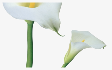 Transparent Calla Lilies Flowers Png Clipart Gallery - Calas Vector Png, Png Download, Free Download