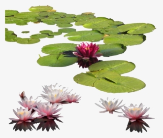 Fragrant White Water Lily,flower,aquatic Plant,water - Water Lilies Png, Transparent Png, Free Download