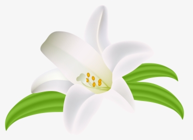Lilium Flower Png Clipart Image - Lilium Png, Transparent Png, Free Download