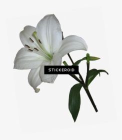 White Lily Transparent Background Clipart , Png Download - Lily Flower Transparent Background, Png Download, Free Download