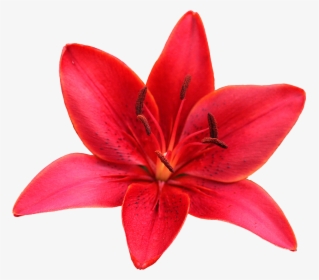 #lily #flower #red #sharpened #freetoedit - Orange Lily, HD Png Download, Free Download