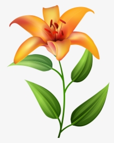 Orange Lilium Transparent Clip Artu200b Gallery Yopriceville, HD Png Download, Free Download