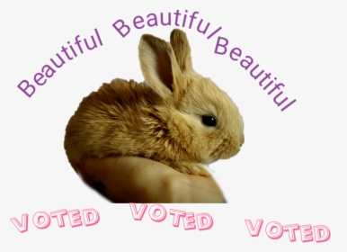 Transparent I Voted Sticker Png - Domestic Rabbit, Png Download, Free Download