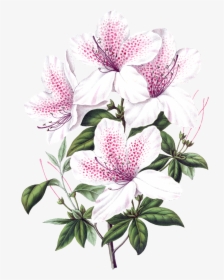 Beautiful Blooming Lily Flowers Transparent - Azalea Flower Scientific Illustration, HD Png Download, Free Download