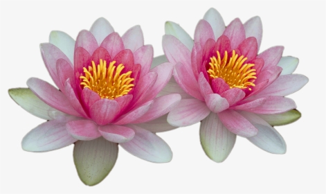 Water Lilies - Water Lily Transparent Background, HD Png Download, Free Download