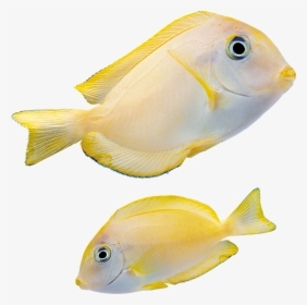 Free Download Of Fish Transparent Png File - Marine Fishes Png, Png Download, Free Download