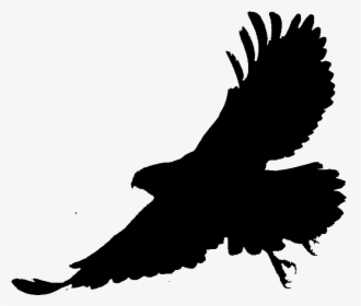 Bald Eagle Silhouette Fauna Beak - Hawk, HD Png Download, Free Download