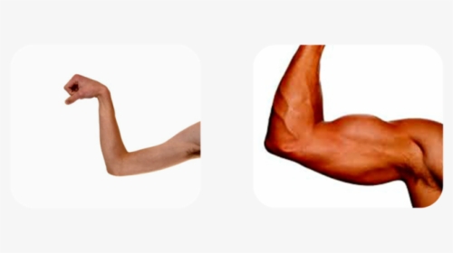 Strong And Weak Png-pluspng - Strong And Weak Muscles, Transparent Png, Free Download