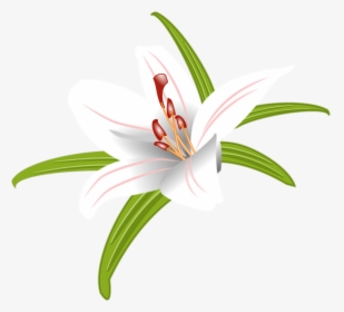 Lily, Flower, Easter, Nature, Spring, White, Bloom - Stargazer Lily, HD Png Download, Free Download
