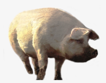 Boar - Big Pig Png, Transparent Png, Free Download