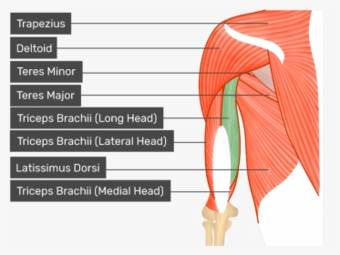 Posterior View Of The Shoulder And Arm Triceps Brachii - Get Body Smart, HD Png Download, Free Download