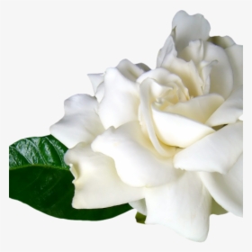 Flores Blancas Png White Rose Border Png Transparent Png Kindpng