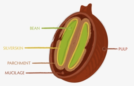 Transparent Coffee Bean Vector Png - Coffee Bean Process, Png Download, Free Download