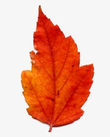 Transparent Fall Background Png - Real Transparent Background Autumn Leaves Png, Png Download, Free Download