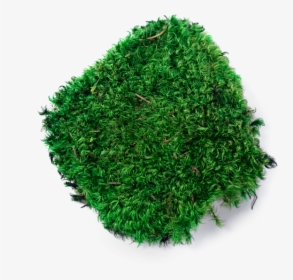 Moss , Png Download - Moss Transparent Background, Png Download, Free Download