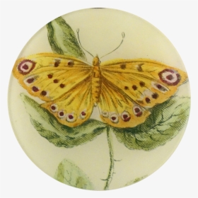 Yellow Butterfly Png, Transparent Png, Free Download