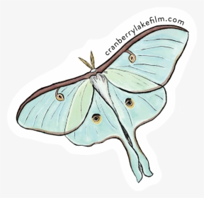 Transparent Snapping Turtle Png - Swallowtail Butterfly, Png Download, Free Download