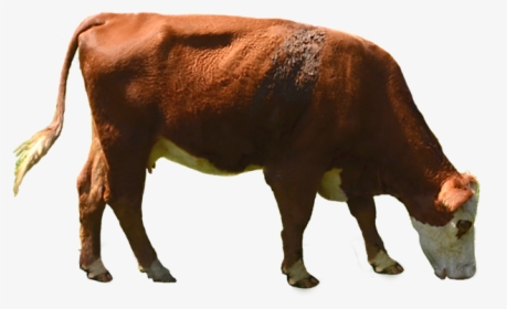 Cow Png - Cow Grazing Png, Transparent Png, Free Download