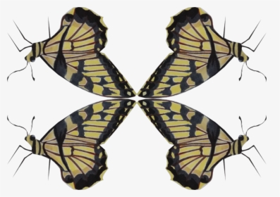 Swallowtail Butterfly, HD Png Download, Free Download