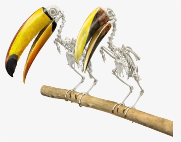 Skeleton Of A Toucan, HD Png Download, Free Download