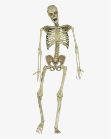 Skeleton, HD Png Download, Free Download