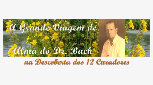 Large-flowered Evening Primrose, HD Png Download, Free Download