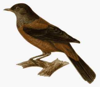 Turdus Rubrocanus Gouldi Png Images - Perched Bird Transparent, Png Download, Free Download