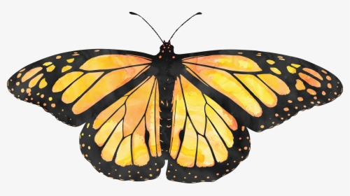 Butterfly Symmetry In Nature, HD Png Download, Free Download