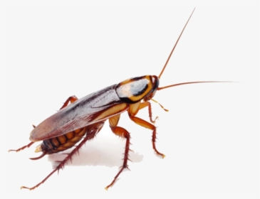 Roaches Png Download Image - Do Cockroaches Have Wings, Transparent Png, Free Download