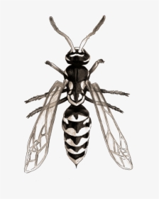 Drawing Insect Wasp Image Free Stock - Net-winged Insects, HD Png Download, Free Download